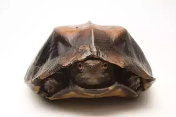 八角灵龟是不是保护动物,锯缘龟八角灵龟