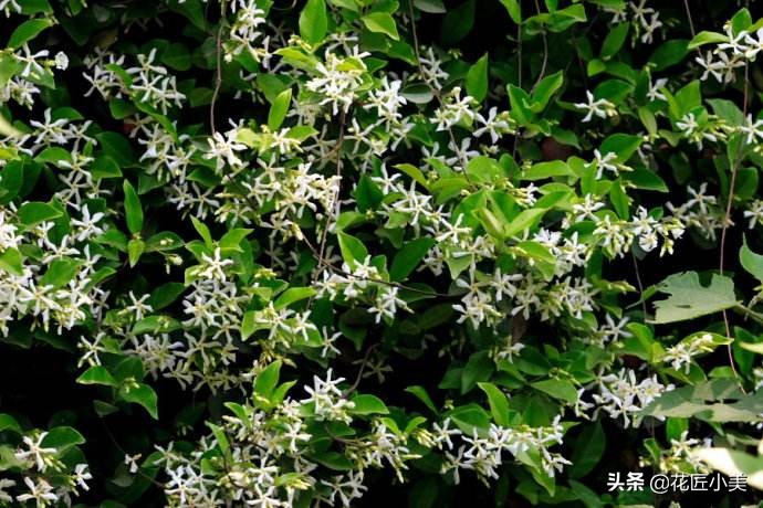 爬藤植物100种,5种爬藤花适合在院子里种植