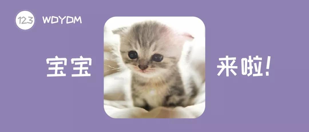 猫咪下崽后的饲养方法,猫咪繁育技巧