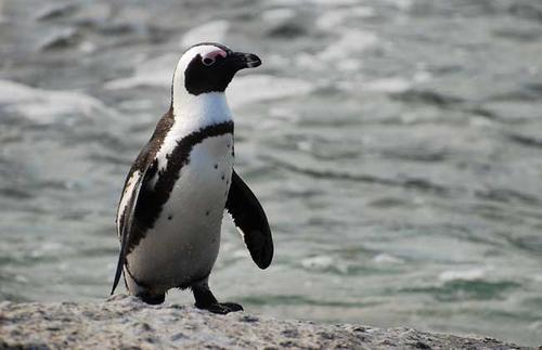 奇特现象：150万只企鹅离开南极，不远万里，就是为了在非洲生活