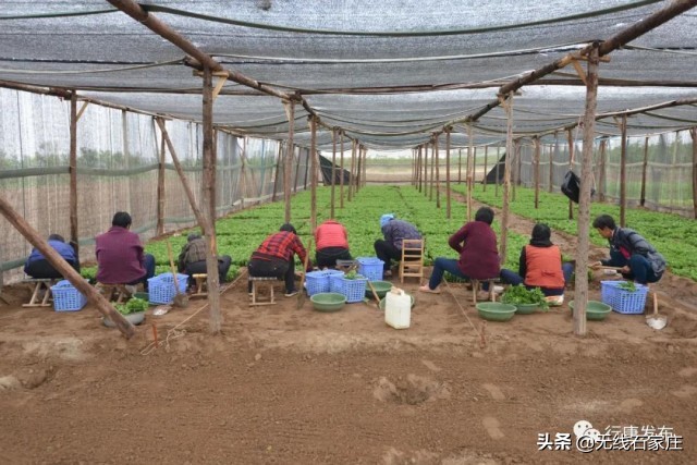 灵寿县特色农业乡村振兴,行唐农业种植