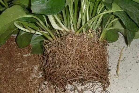 冬天绿萝移盆的正确方法,深秋时节绿萝反黄怎么办