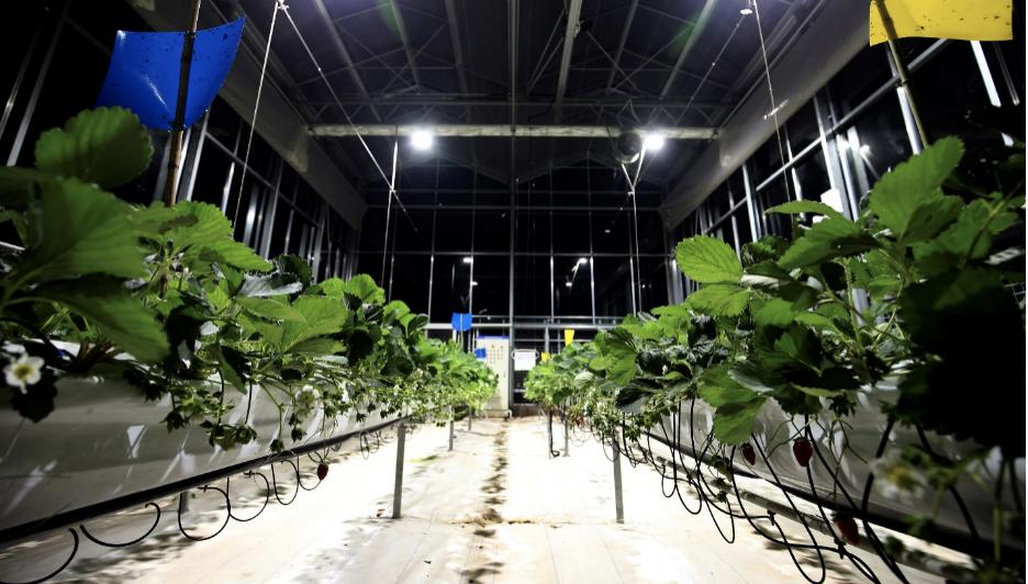 鱼菜共生立体养殖科技感,鱼菜共生智慧农业