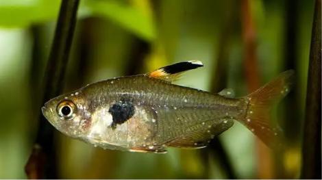 爆藻泰狮金鱼,金鱼缸爆藻的正确方法