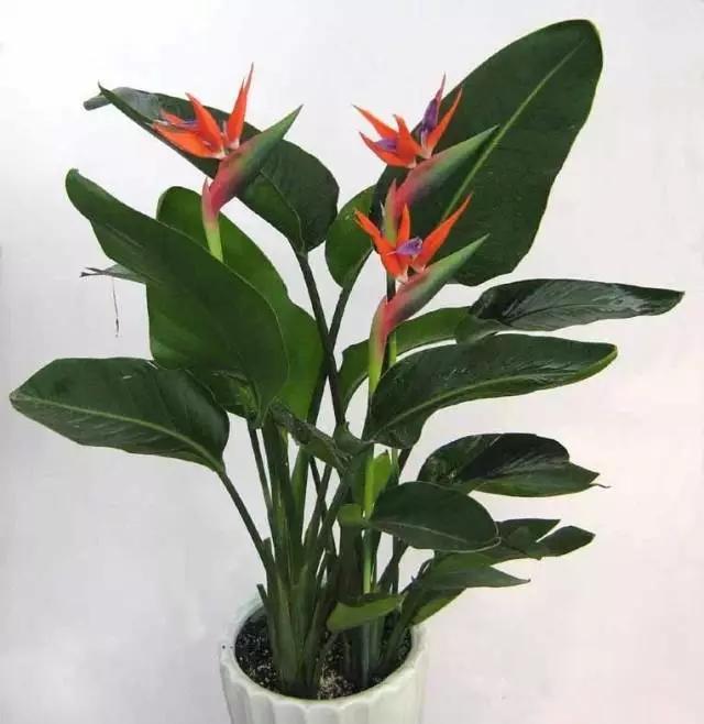 送给喜欢种花的人什么礼物,想养花却把花养死