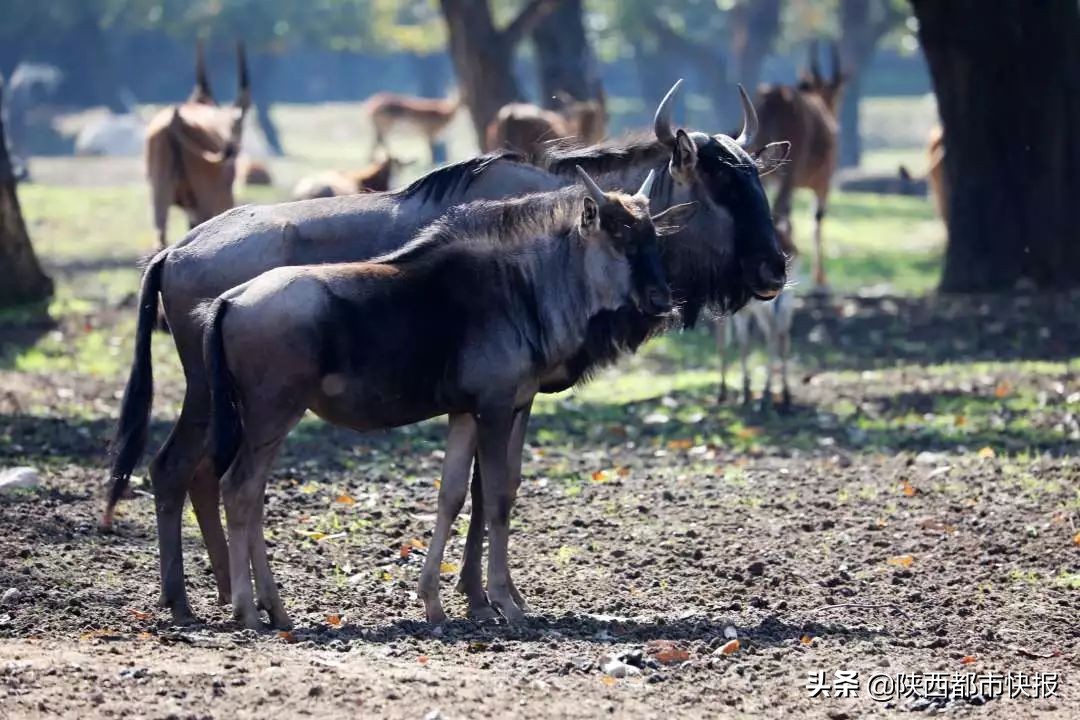 大唐不夜城不倒翁姐姐牵手视频,终于和西安的不倒翁小姐姐牵手了