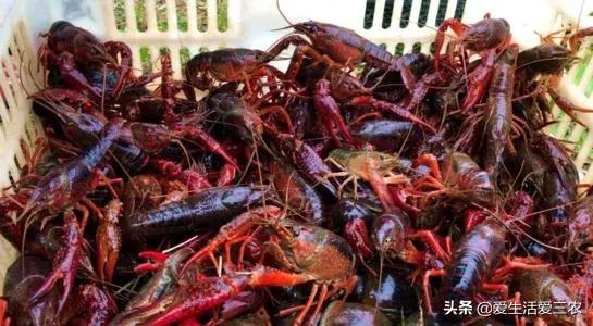 没有本钱搞哪些养殖业最好了,目前农村搞什么养殖业最好赚钱