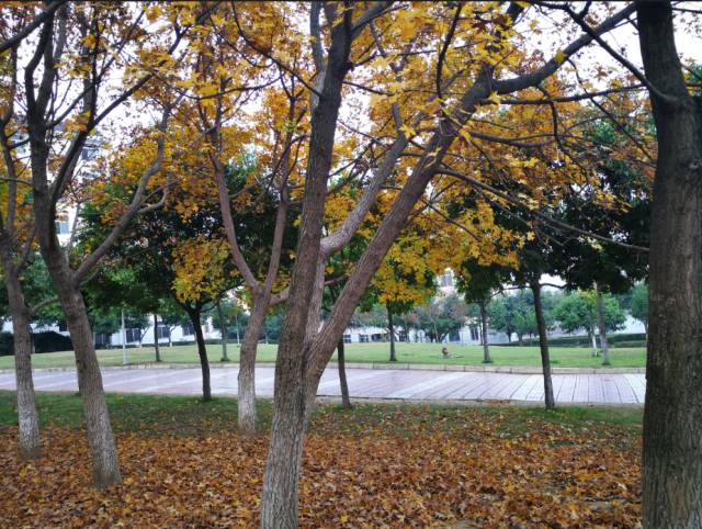 绵阳南山实验和南山双语哪个更好,绵阳南山中学和南山双语