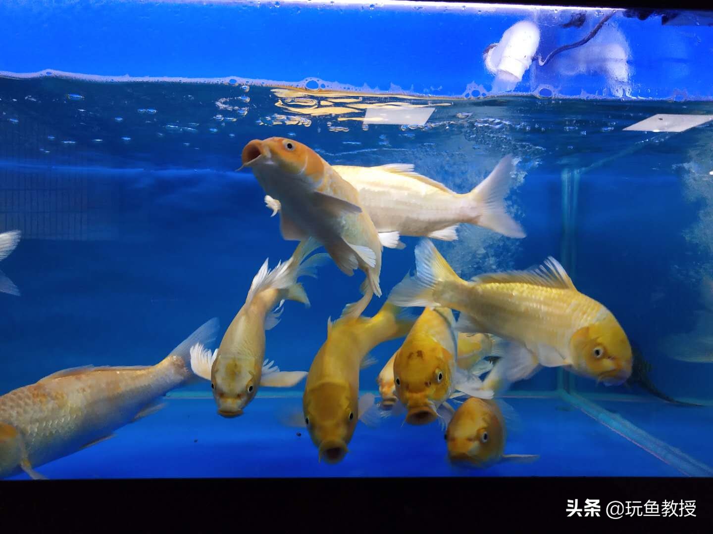 养锦鲤鱼缸里可以养水草吗,养锦鲤小条养还是大条养好