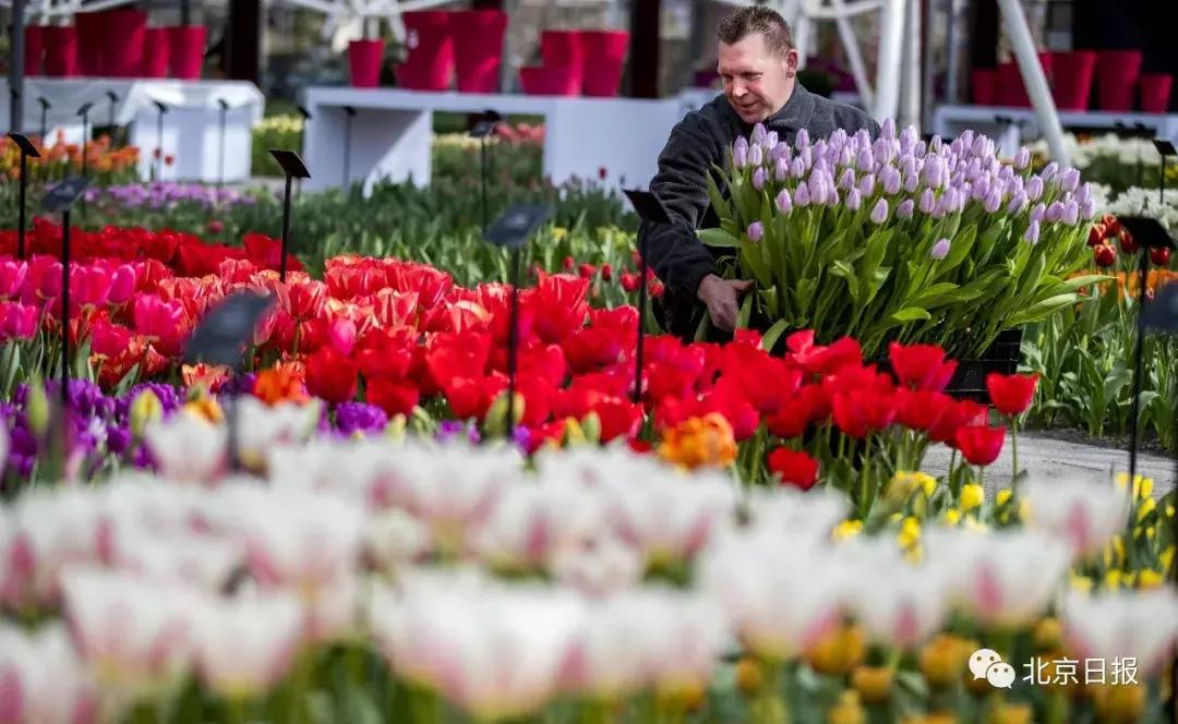 我们要评“国花”了！网友又吵翻了天！你pick哪种？