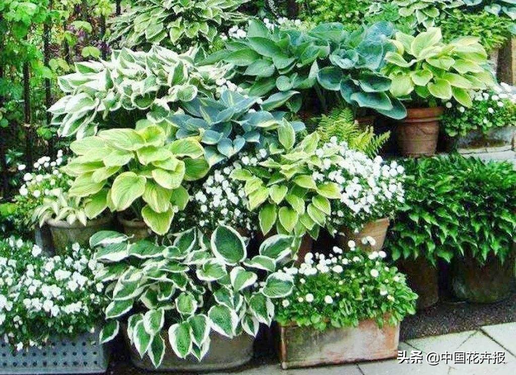 适合花园的花花草草,如何打造四季都有花的花园