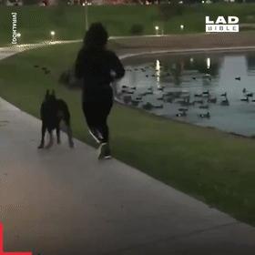 狗子不听话是你心太软,狗子不护主人