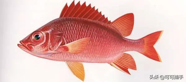 你不知道的海洋里面有什么,十种你没见过的海洋生物