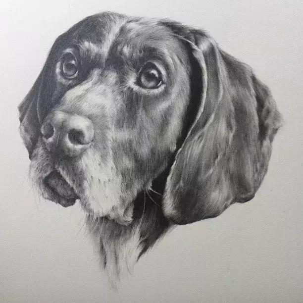 好看的动物素描,一看就会的动物素描