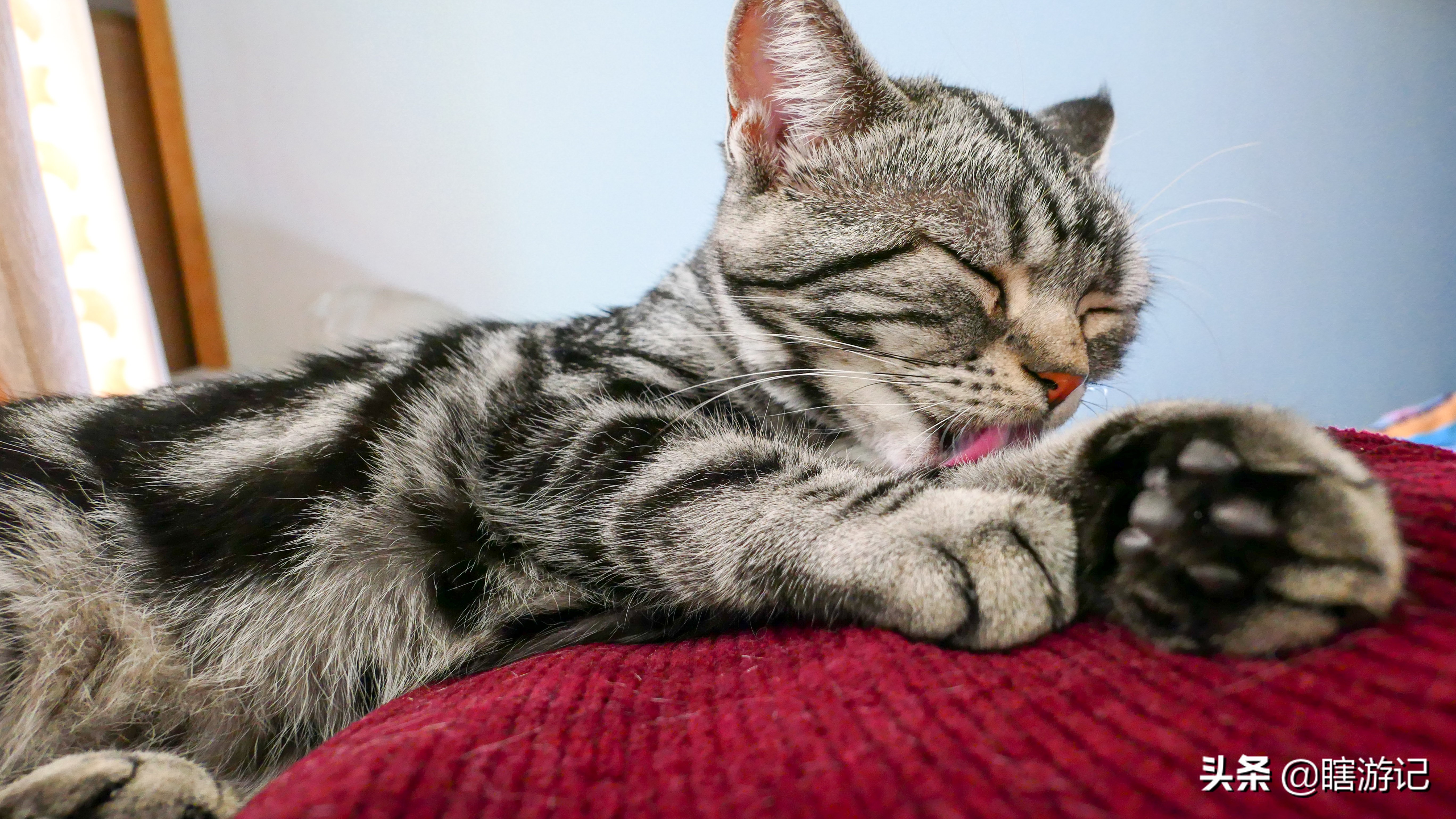 美短猫怎样才能让它跟着你,美短粘人的猫