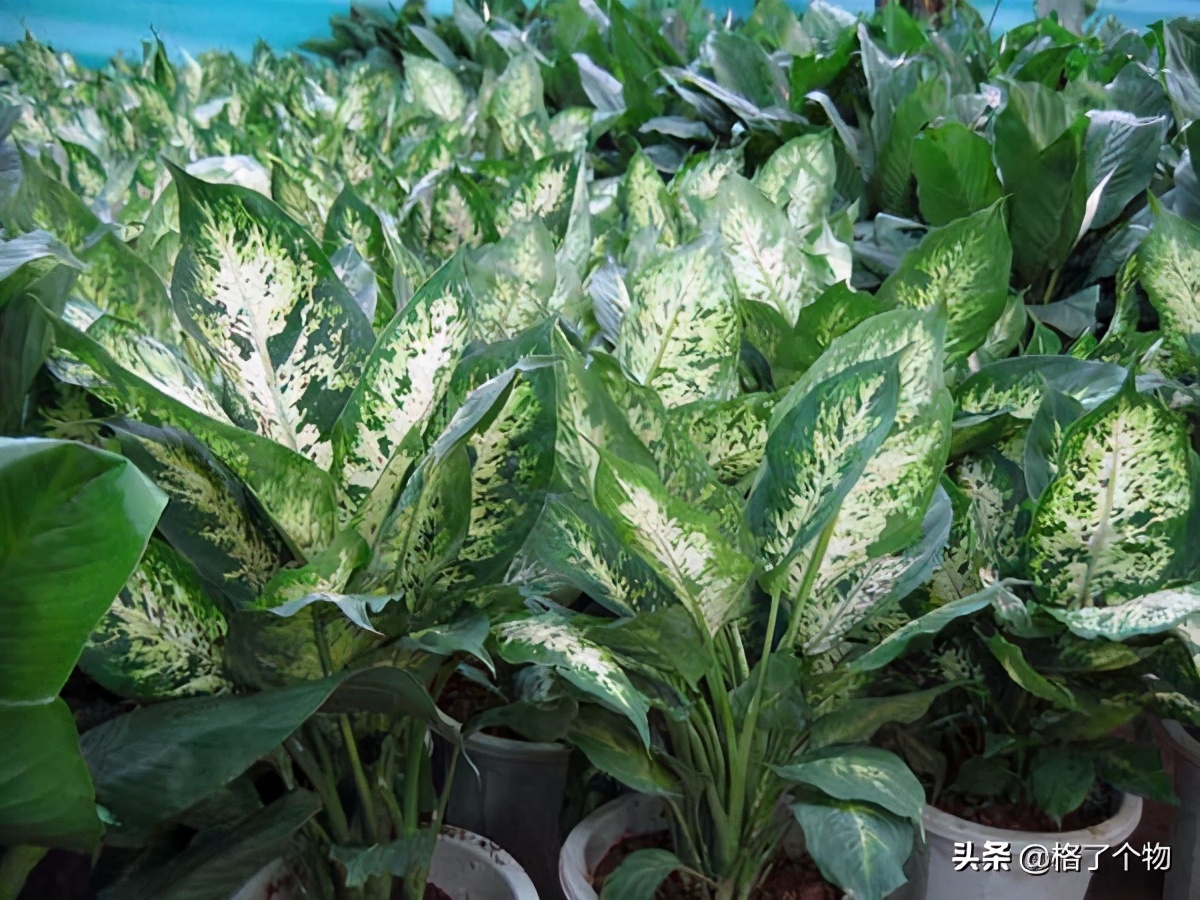 世上最长寿的动植物,古老有寓意的动植物