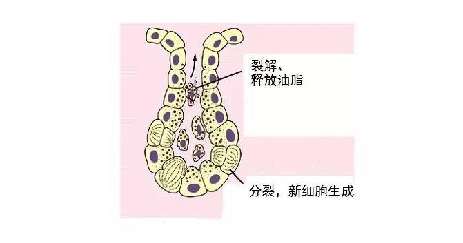 皮肤出油多如何抑制出油,皮肤出油怎么保湿效果好