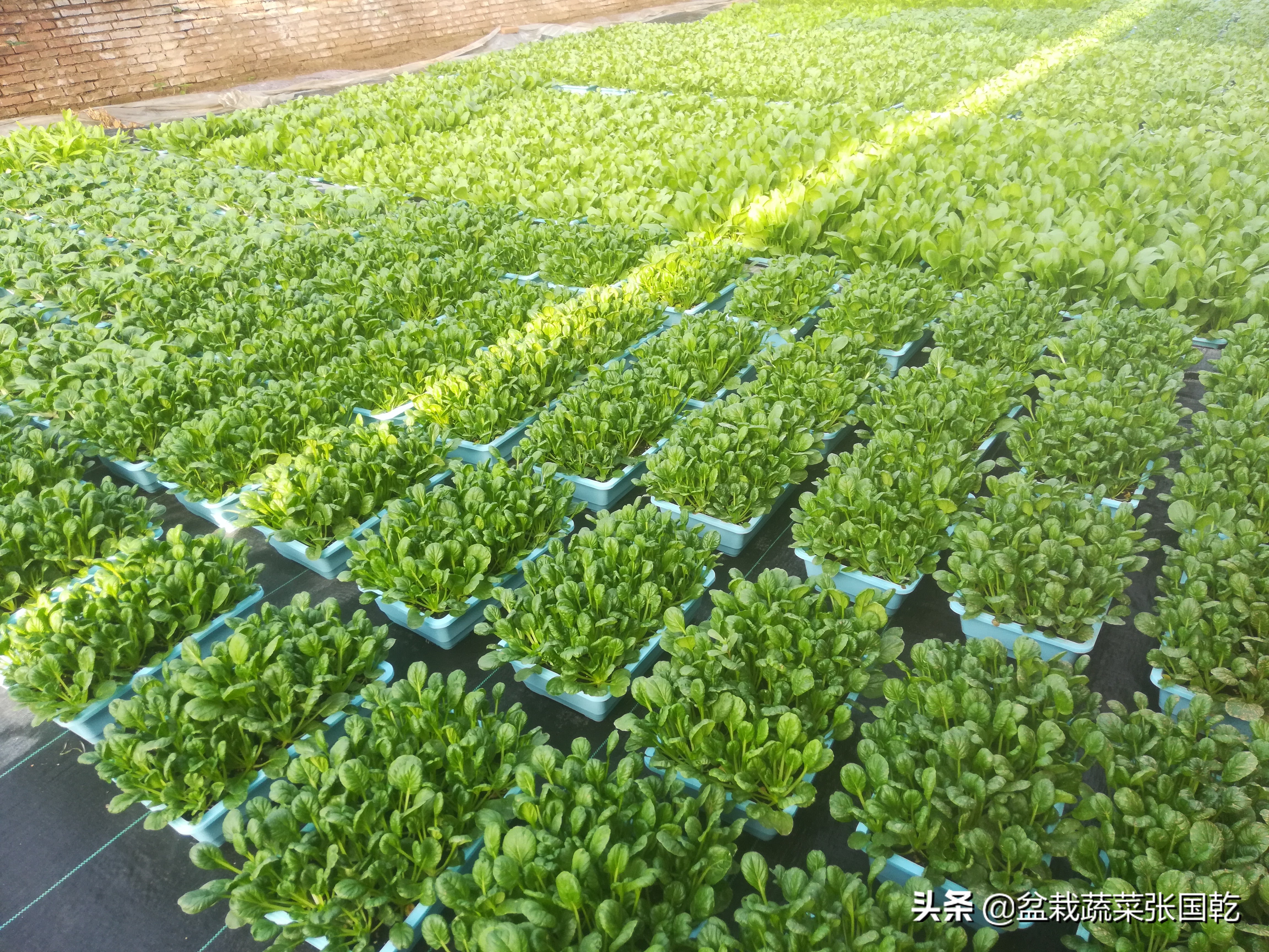 盆栽蔬菜行业现状,蔬菜种植行业分析报告总结