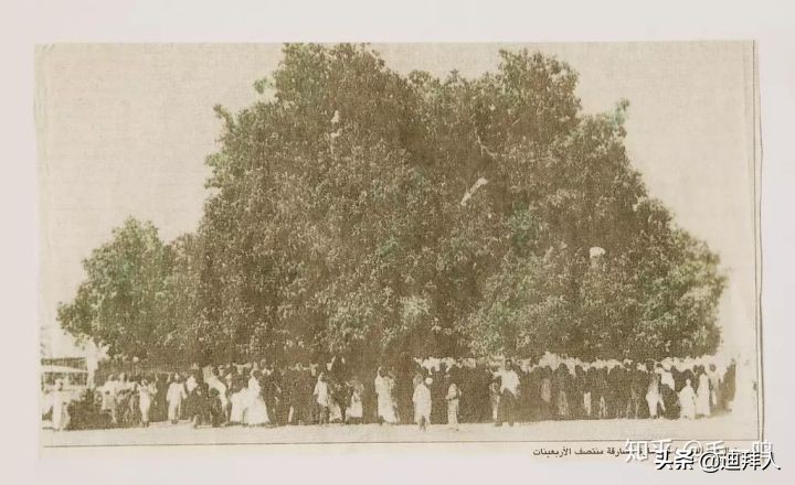 迪拜种植一棵树的成本,在迪拜种一棵树一年的成本