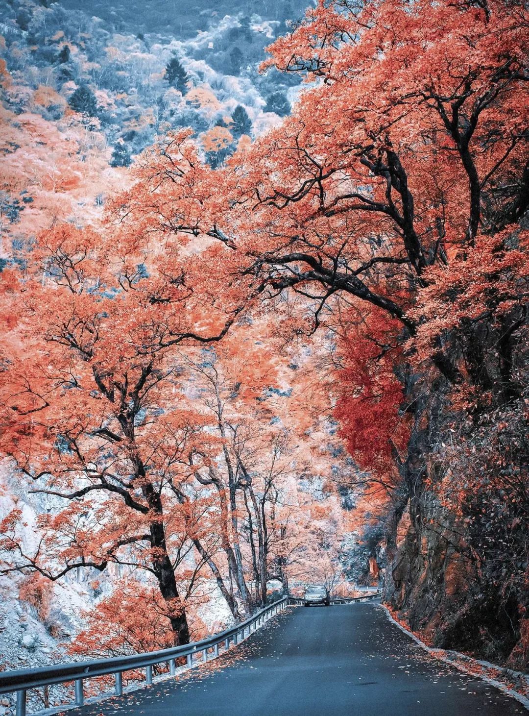 湖北洪湖最美风景,湖北洪湖美景图