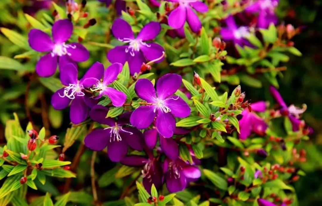 蓝紫色花系植物,蓝紫色系花境植物