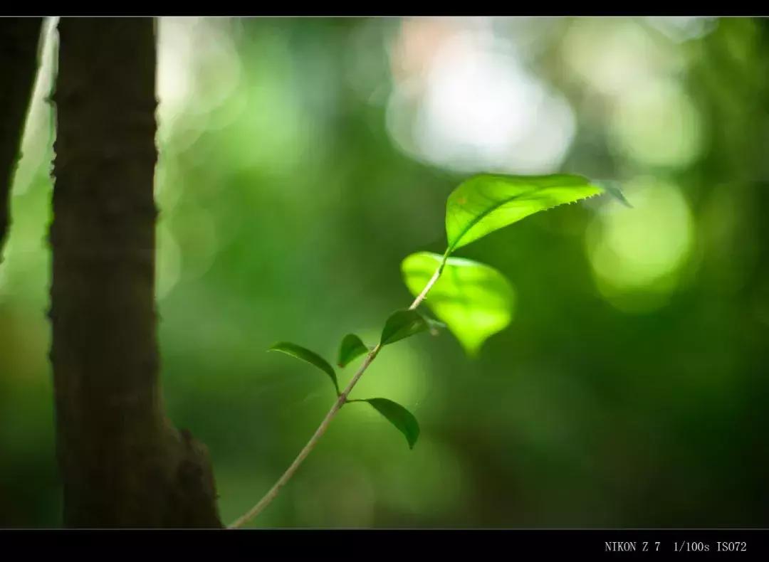 七工匠35mmf1.4和50mmf1.8,七工匠55mmf1.4价格