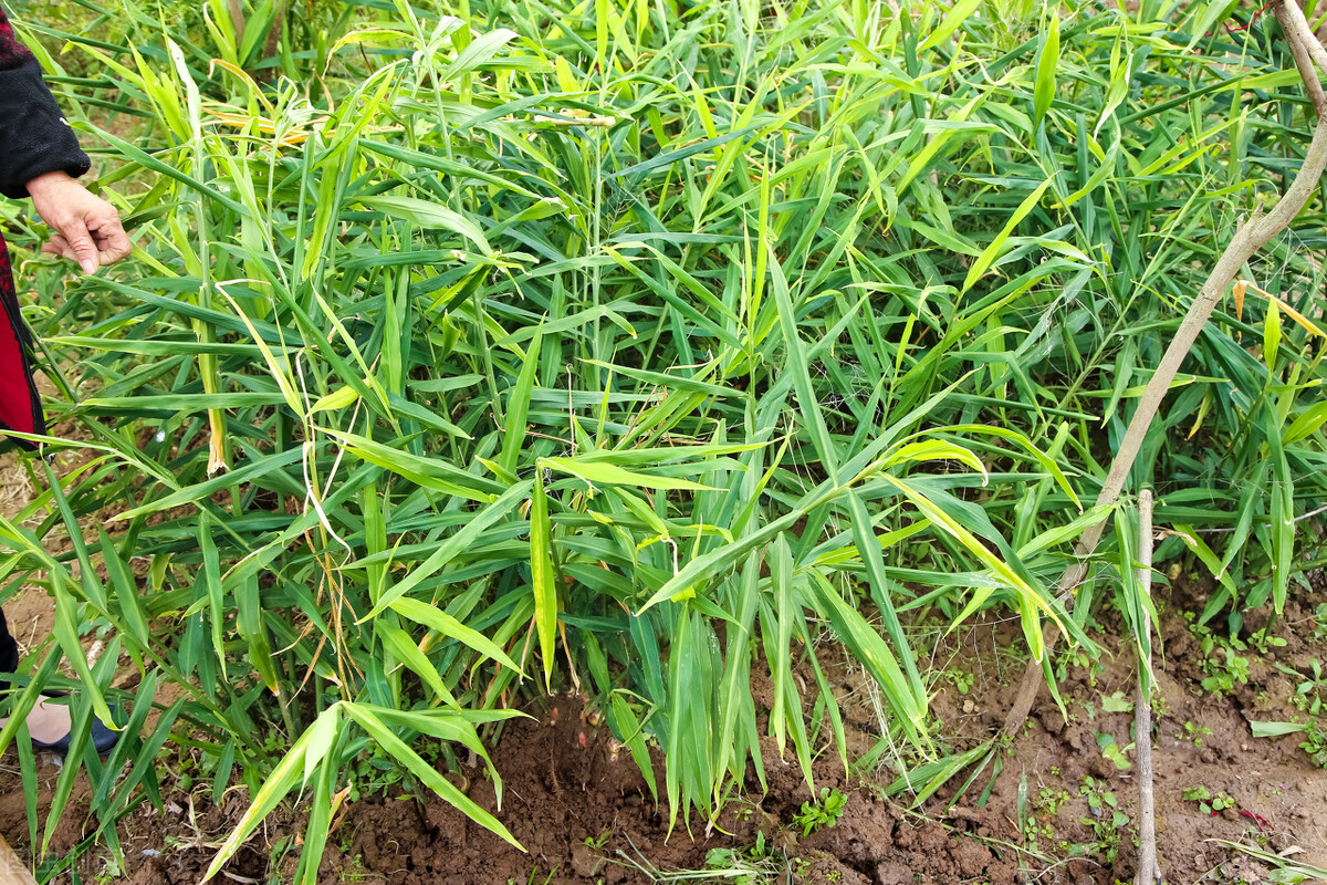 姜的种植方法云南,云南大姜种植6月份管理技术