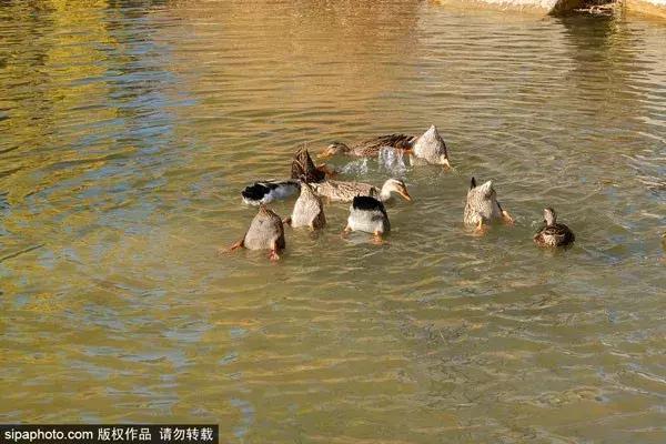 北京古塔公园推荐,北京最良心的古寺免费景点