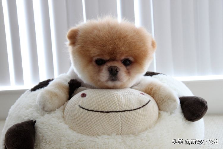 那些引导狗狗站立行走的博主，请停下，不要再伤害可怜的狗狗