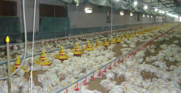 鸡虱病的最佳治疗方法,鸡虱怎么彻底根除