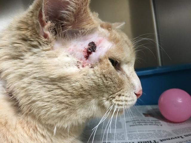 猫咪受伤怎么处理铲屎官要了解,猫咪意外受到重伤怎么治疗