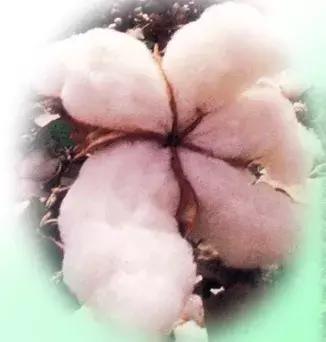 纺织常用原料,常见纺织原料