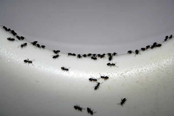 无法消化的人工甜味剂通过粪尿排出，污染水源后被我们重新喝下