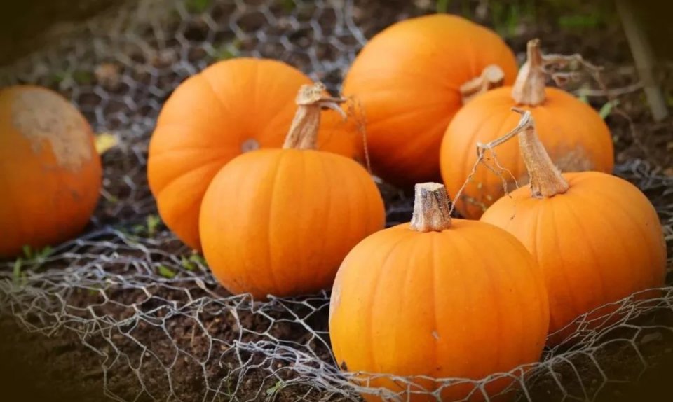 吃南瓜叶子对人体有什么好处,南瓜是抗氧化食物吗