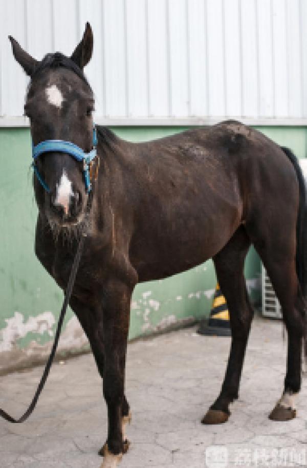 汗血宝马29,一元起拍汗血宝马