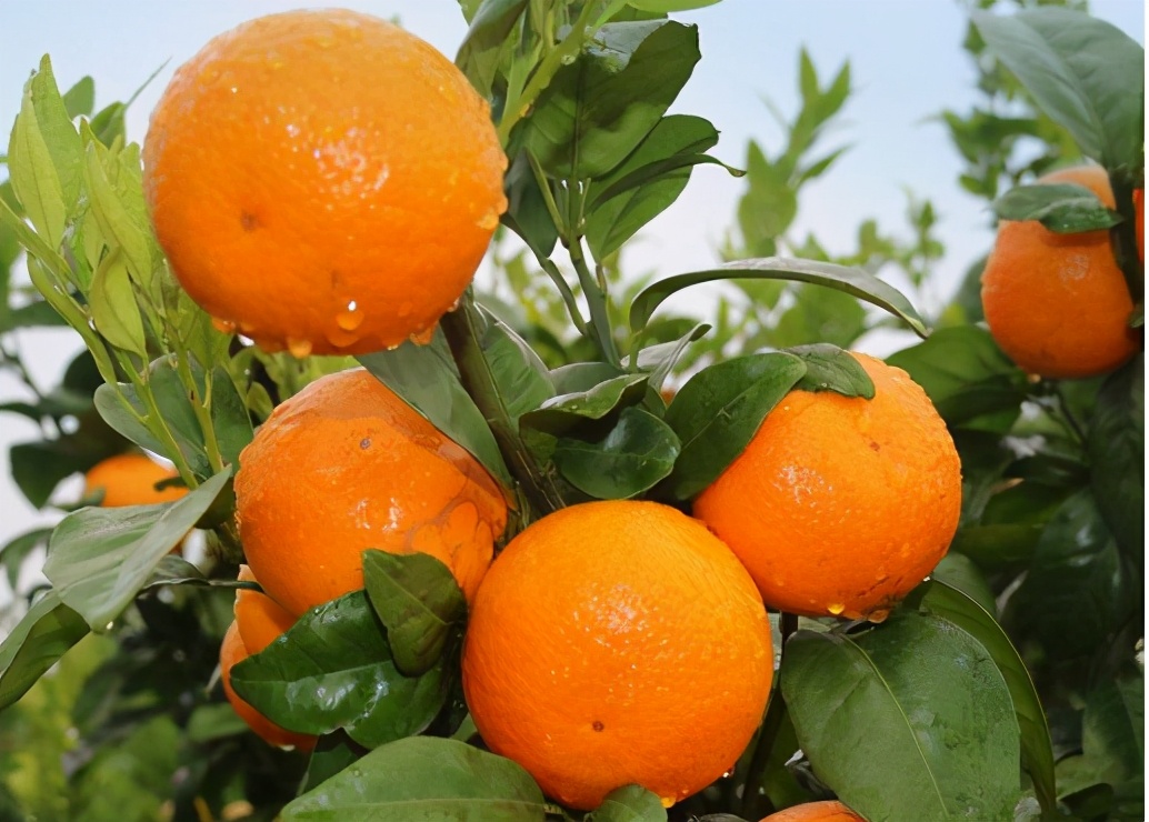 挂果期长达4个月,商贩还不知足用“药水”泡,口碑受损害了果农