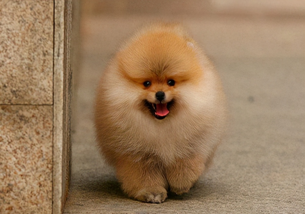 狗狗每天早上吐黄水带泡沫怎么办,狗狗拉稀是白色的怎么办呀