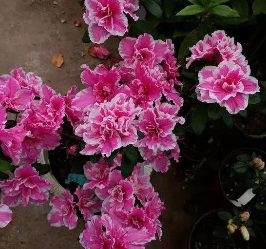 养花的土怎么才能改善酸性土壤,想要土壤疏松透气加什么