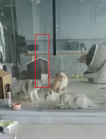 猫的本质是液体，不信看这里，萌化你