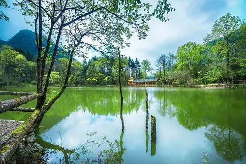 成都自驾百里杜鹃旅游攻略,万亩杜鹃花在青山幽谷