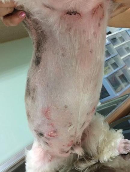 小狗球菌感染是什么原因引起的,小狗患真菌感染