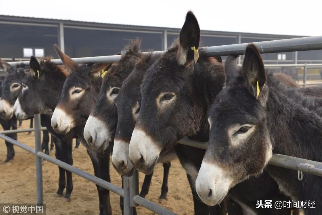 东阿阿胶发展面临的困境,东阿阿胶困境反转