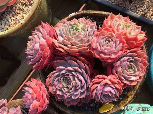 好养值得购买的多肉植物,有钱难买我开心知乎后续