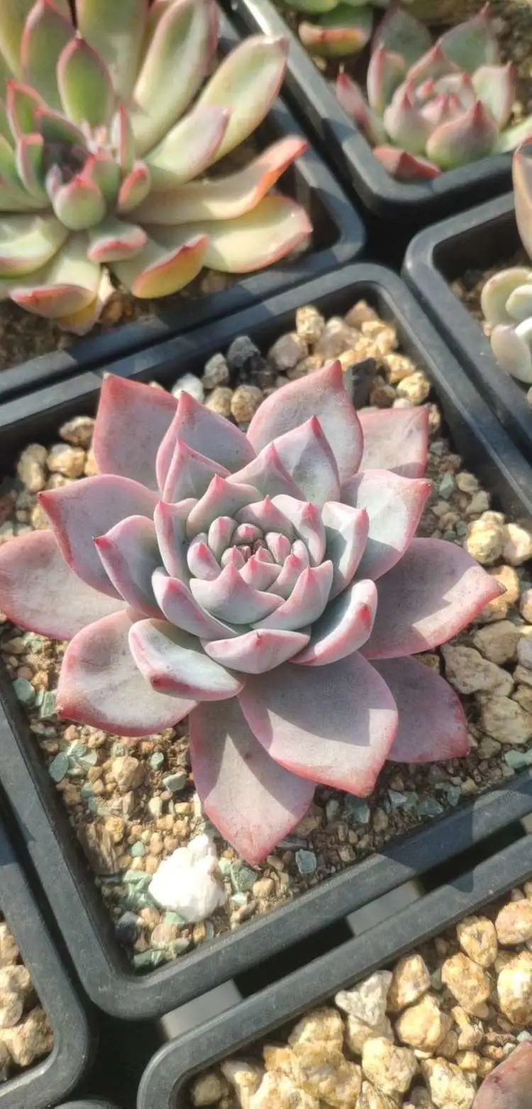 多肉不适合新手养,多肉入坑到什么程度好