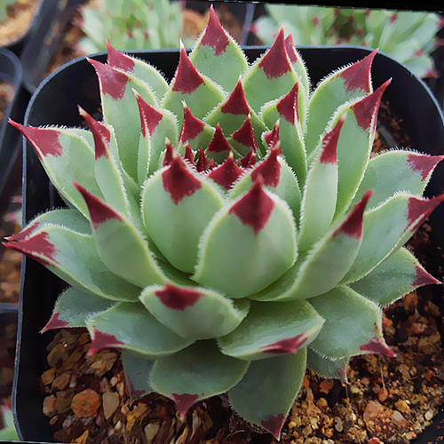 1000种多肉植物图鉴大全大图,景天科1000种多肉植物图鉴