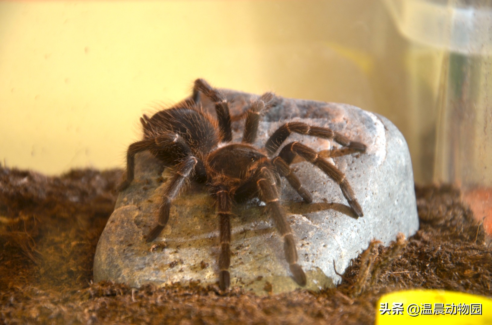 常见捕鸟蛛蜘蛛,捕鸟蛛多大可以繁育