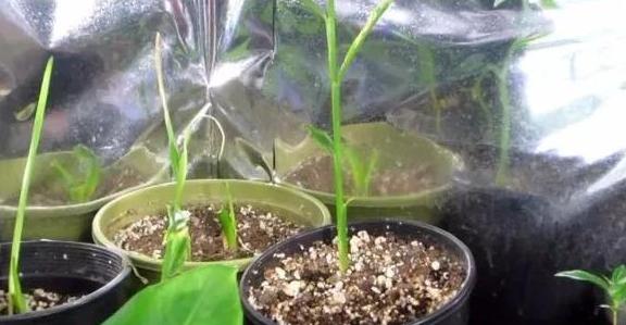 生姜盆栽非常简单也非常容易活,冬季家庭生姜盆栽种植方法