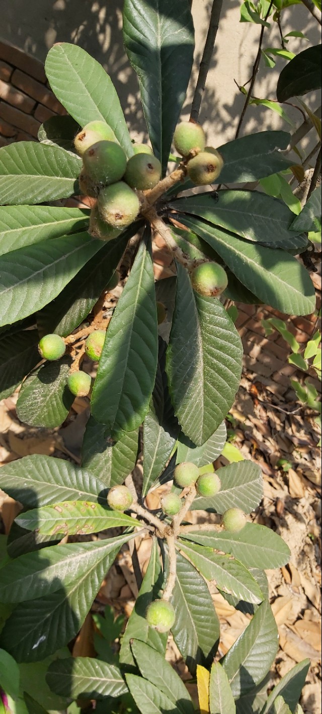 农村房子空地小花园,农村自建房院子种满花草