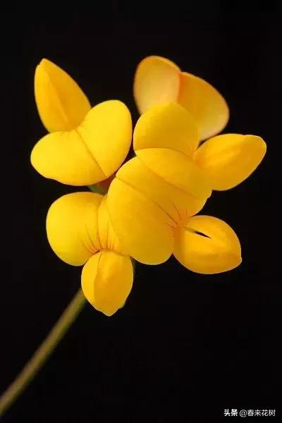 神奇的植物图片及介绍大全,十大最好的神奇植物