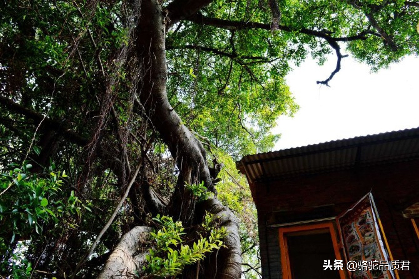 厦门海边之旅,厦门小众旅游体验